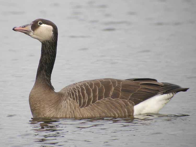 Canada Goose x Greylag Goose hybrid